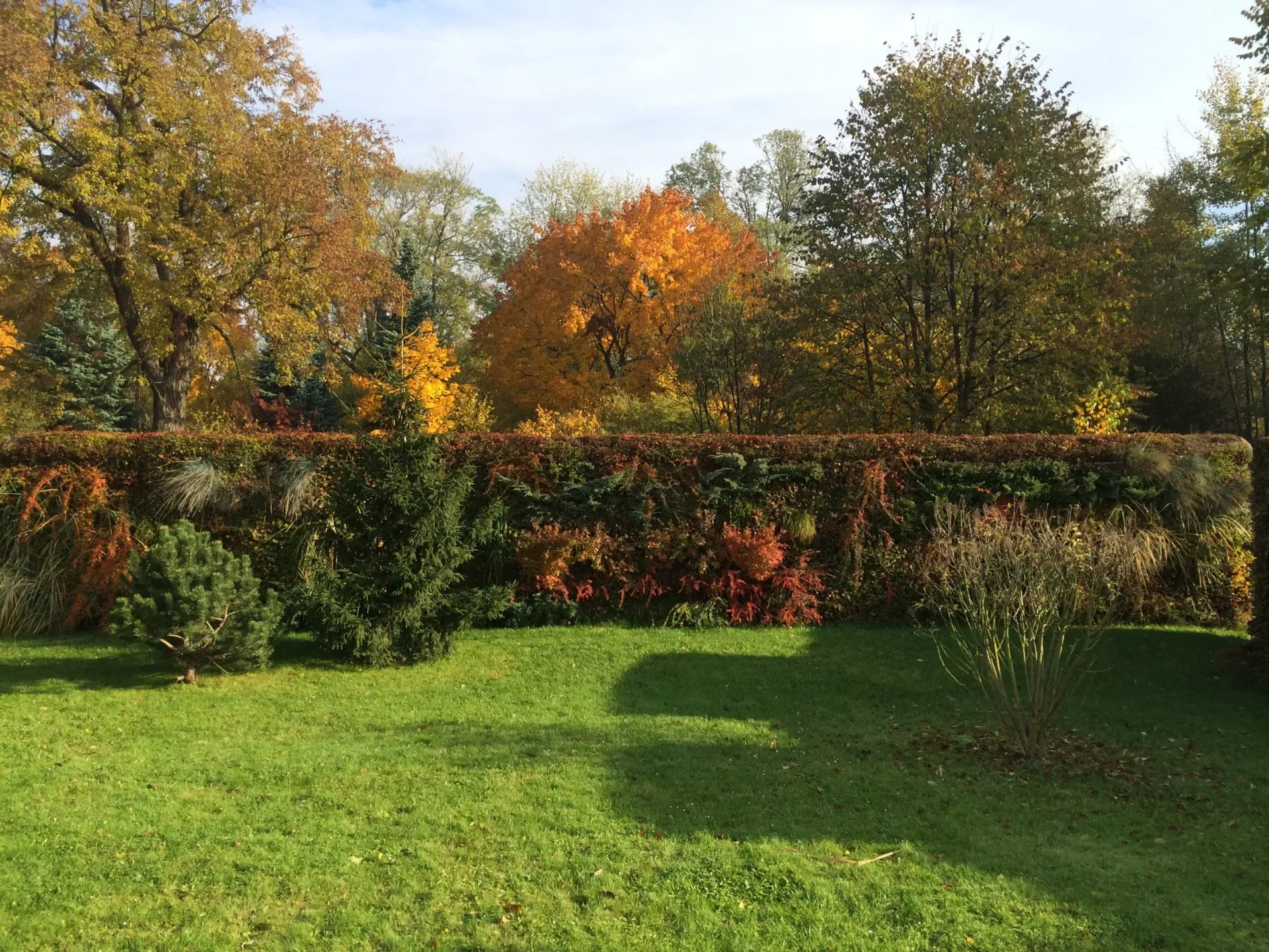 Żywe ogrodzenie iQgarden z czerwonymi i pomarańczowymi roślinami jesienią